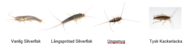 silverfiskar_arterVanlig Silverfisk, Långsprötad Silverfisk Ungsmyg i jämförelse med Tysk Kackerlacka