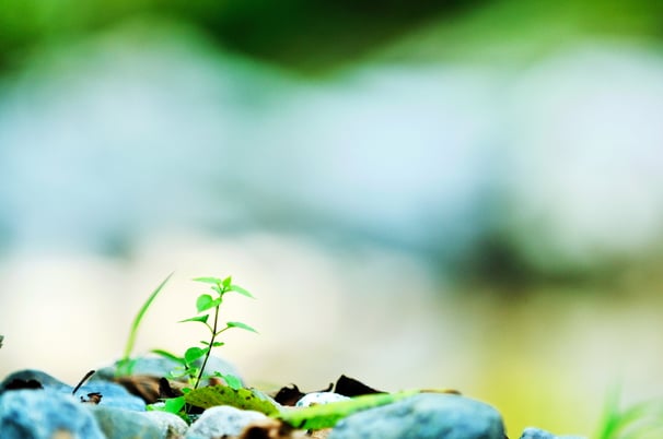 new growth concept with young  green leaf tree in nature background